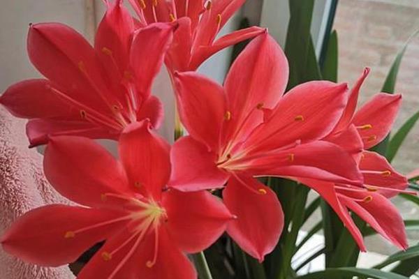 紫根兰的花期，在每年的春冬季节开花