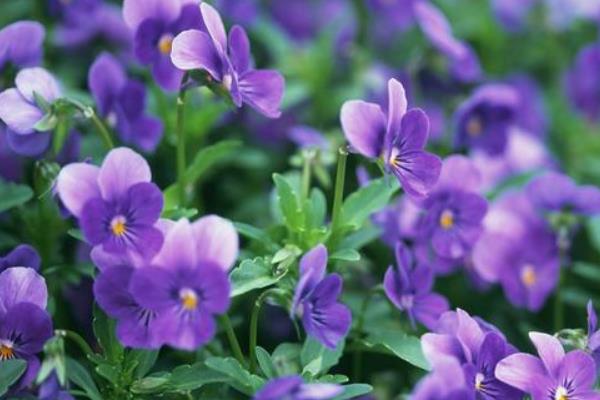 紫根兰的花期，在每年的春冬季节开花