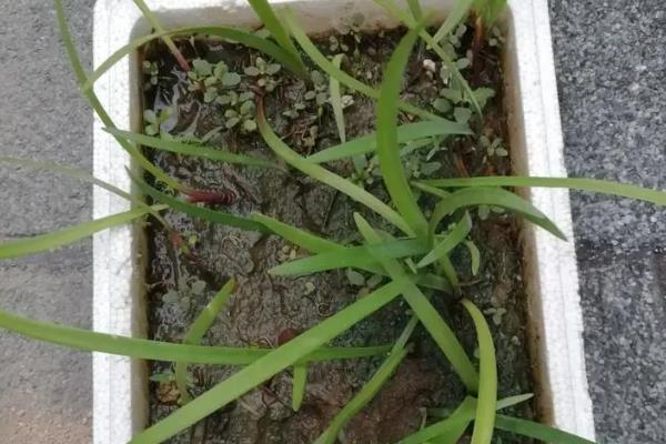紫根兰的花期，在每年的春冬季节开花