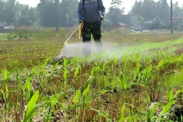 玉米田除草剂的种类，主要分为分为苯氧羧酸类除草剂、酰胺类除草剂等