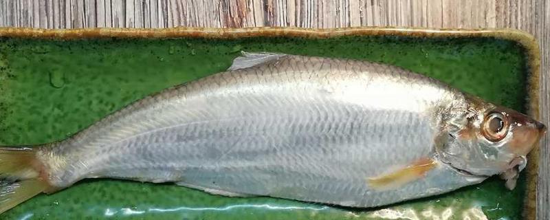 鲙鱼是不是海鱼，属于中大型海鱼