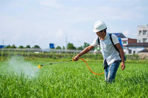 夏季什么时候喷农药，以早上10点前、下午4点后为宜