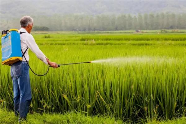 夏季什么时候喷农药，以早上10点前、下午4点后为宜