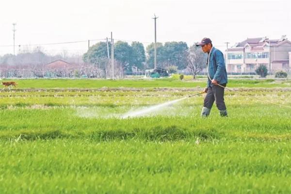 夏季什么时候喷农药，以早上10点前、下午4点后为宜