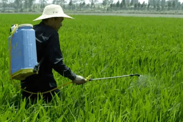 夏季什么时候喷农药，以早上10点前、下午4点后为宜