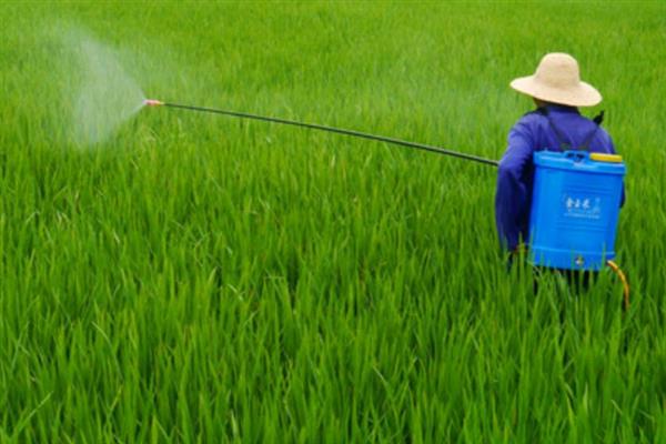 夏季什么时候喷农药，以早上10点前、下午4点后为宜