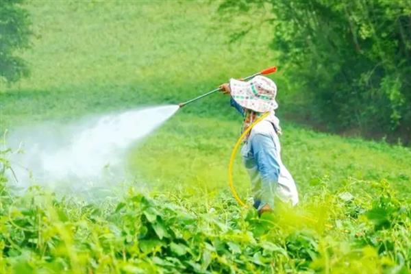 夏季什么时候喷农药，以早上10点前、下午4点后为宜