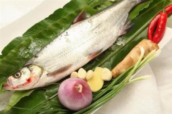 鲙鱼是不是海鱼，属于中大型海鱼