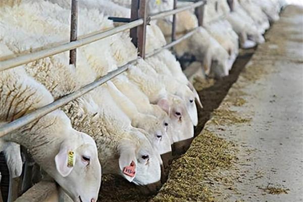 羊和鸡能不能在一起养，建议不要在一起养殖