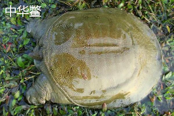 甲鱼的生活习性，是杂食性两栖动物