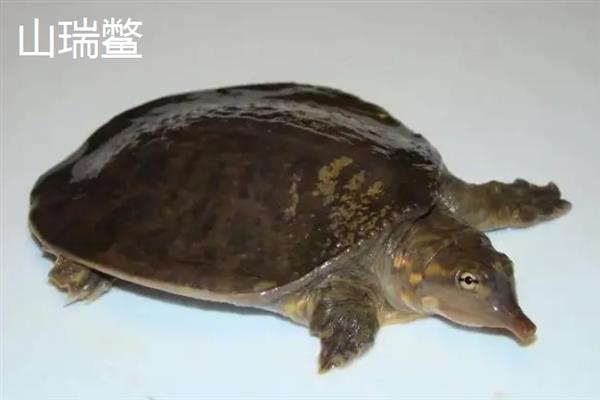 甲鱼的生活习性，是杂食性两栖动物