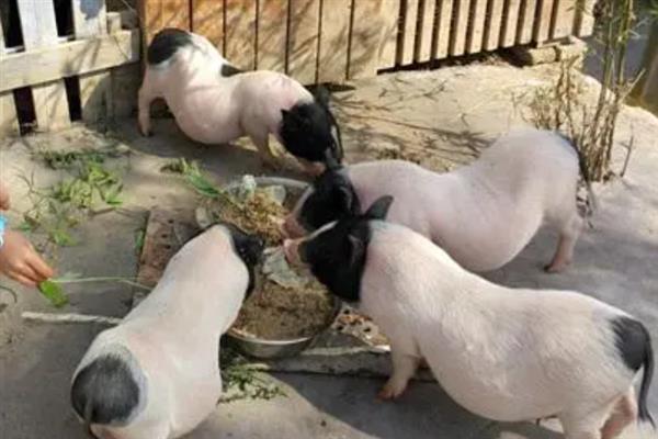 哪个品种的香猪好，从江香猪、剑白香猪等都比较出名