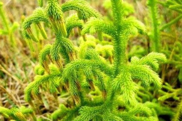 石松怎么养，遵循见干见湿原则浇水