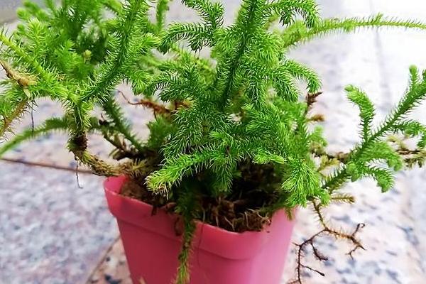 石松怎么养，遵循见干见湿原则浇水