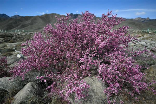 扁桃树的花期，花期为10天左右