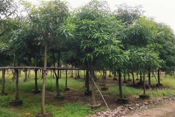 扁桃树的花期，花期为10天左右