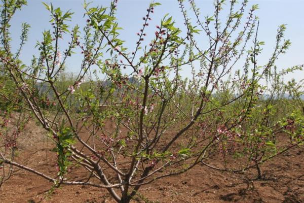 扁桃树的花期，花期为10天左右