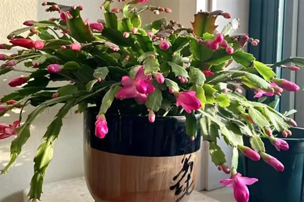 蟹爪莲开花期间能喷水吗，开花期间可以浇水