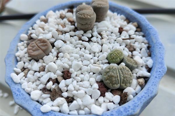 养殖生石花怎么管理水肥，每隔20天追施一次肥液