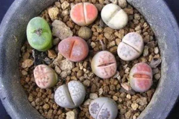 养殖生石花怎么管理水肥，每隔20天追施一次肥液