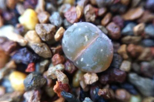 养殖生石花怎么管理水肥，每隔20天追施一次肥液