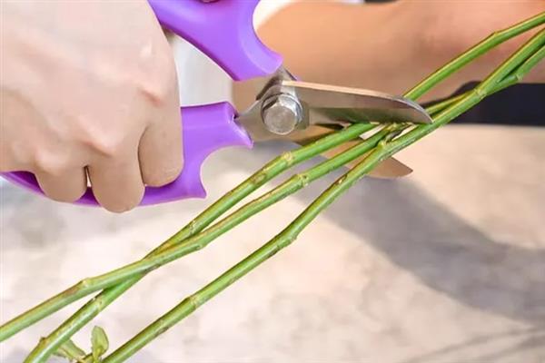 醒花和直接水养的区别，花朵的生长状态以及保鲜时间不同