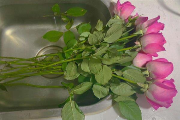 醒花和直接水养的区别，花朵的生长状态以及保鲜时间不同