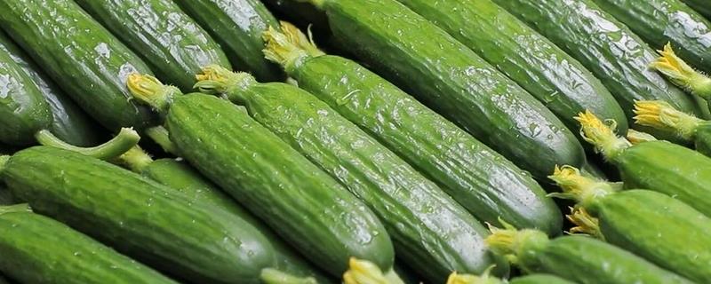 冬季如何在室内种植盆栽黄瓜，播种后要覆土浇水并覆膜