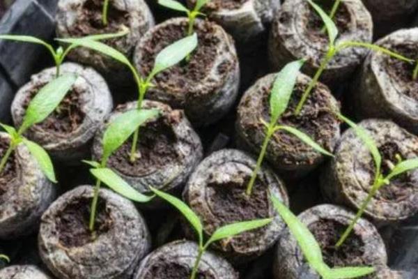 冬季如何在室内种植盆栽黄瓜，播种后要覆土浇水并覆膜