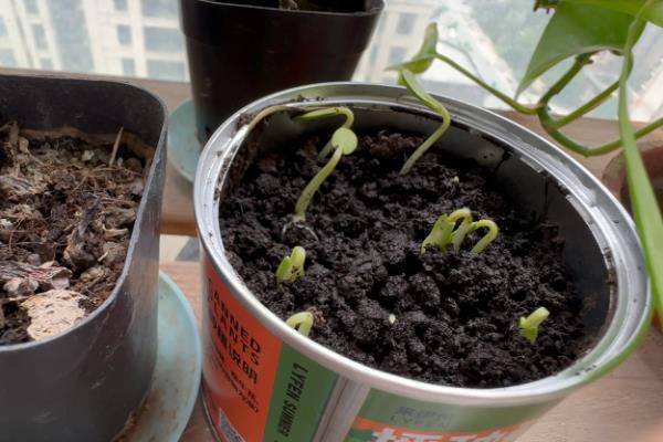 冬季如何在室内种植盆栽黄瓜，播种后要覆土浇水并覆膜