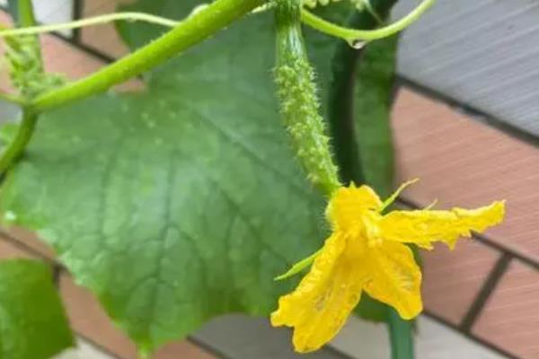 冬季如何在室内种植盆栽黄瓜，播种后要覆土浇水并覆膜