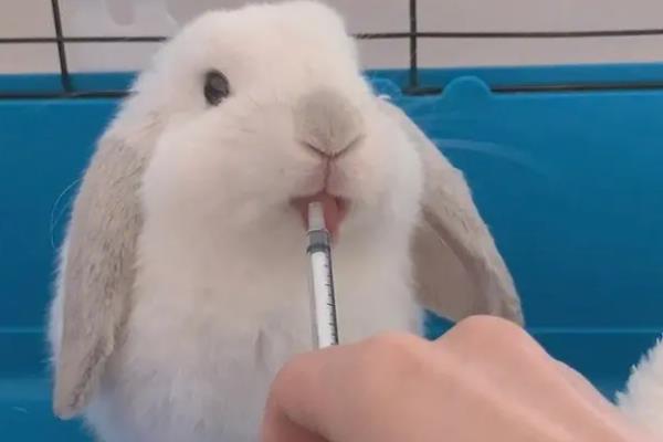 兔子球虫病有什么临床症状，分为肠型、肝型、混合型