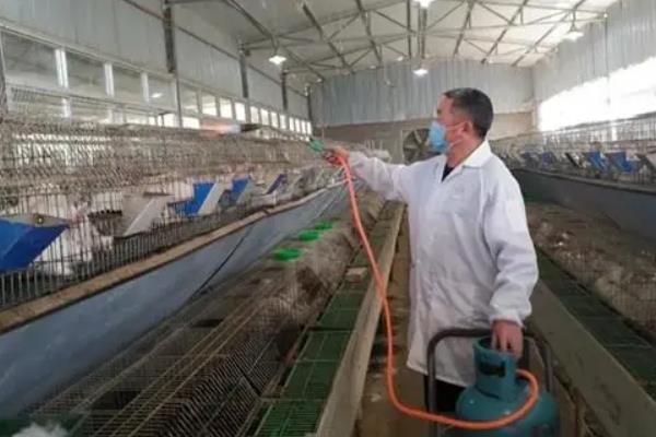 兔子球虫病有什么临床症状，分为肠型、肝型、混合型