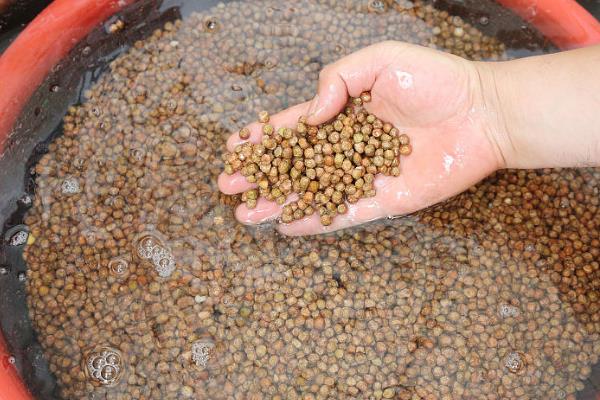 种子药液处理，常用福尔马林、磷酸三钠、多菌灵等浸种