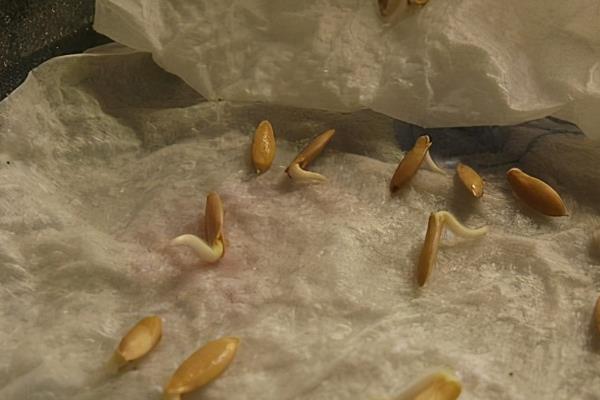 种子药液处理，常用福尔马林、磷酸三钠、多菌灵等浸种
