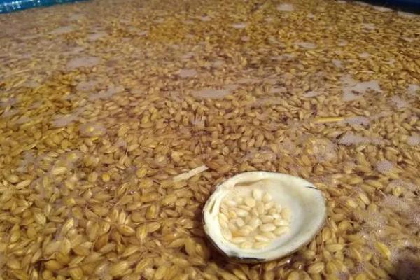 种子药液处理，常用福尔马林、磷酸三钠、多菌灵等浸种