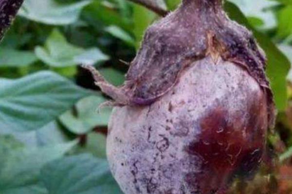种子药液处理，常用福尔马林、磷酸三钠、多菌灵等浸种