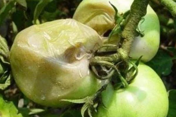 种子药液处理，常用福尔马林、磷酸三钠、多菌灵等浸种