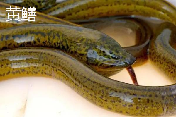 白鳝是黄鳝吗，二者是不同的鱼类