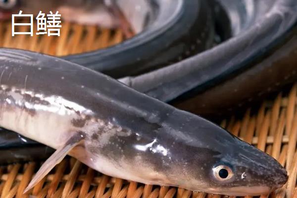白鳝是黄鳝吗，二者是不同的鱼类