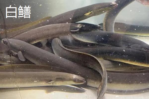白鳝是黄鳝吗，二者是不同的鱼类