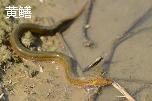 白鳝是黄鳝吗，二者是不同的鱼类