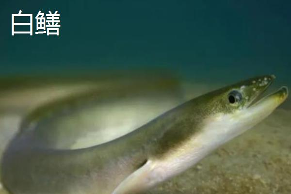 白鳝是黄鳝吗，二者是不同的鱼类
