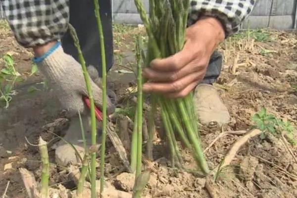 芦笋的采收方法，顺着芦笋幼茎的方向进行收割即可