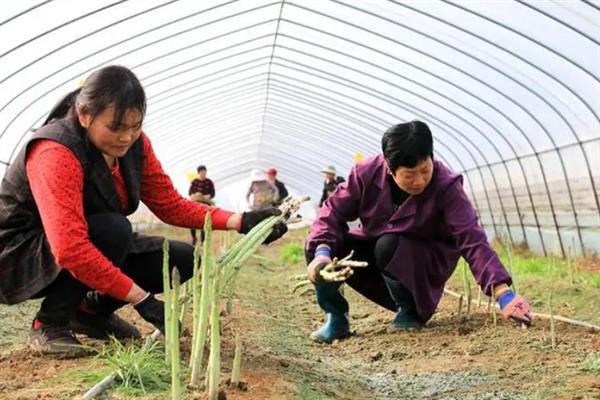 芦笋的采收方法，顺着芦笋幼茎的方向进行收割即可