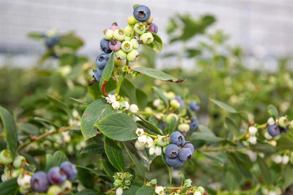 茶花蓝莓品种简介，是早熟、直立型南高丛蓝莓品种