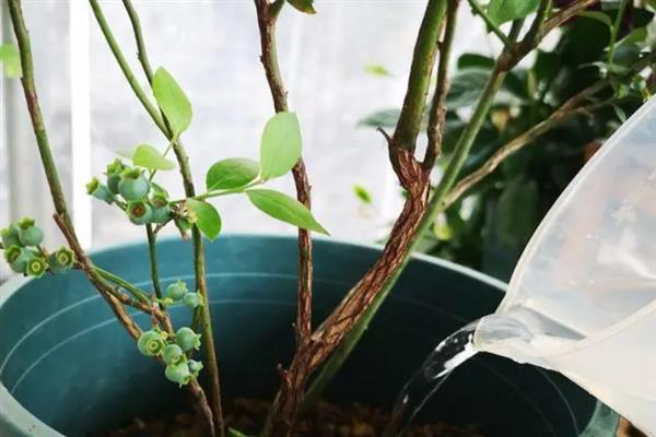 茶花蓝莓品种简介，是早熟、直立型南高丛蓝莓品种