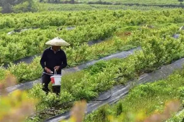 茶花蓝莓品种简介，是早熟、直立型南高丛蓝莓品种