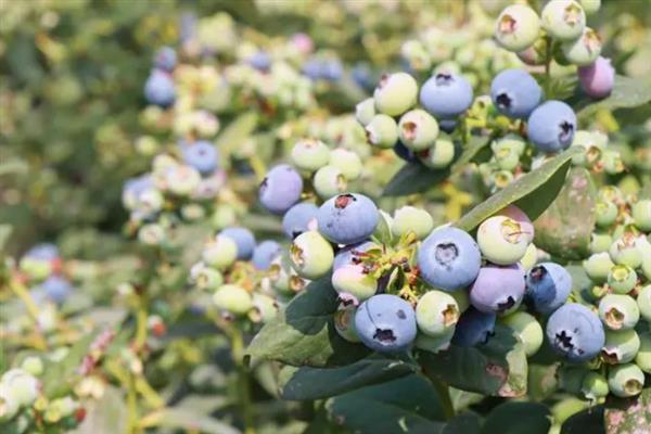 茶花蓝莓品种简介，是早熟、直立型南高丛蓝莓品种