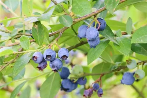 茶花蓝莓品种简介，是早熟、直立型南高丛蓝莓品种